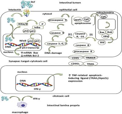 Lactoferrin: A Nutraceutical with Activity against Colorectal Cancer